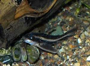 Brown stripped catfish