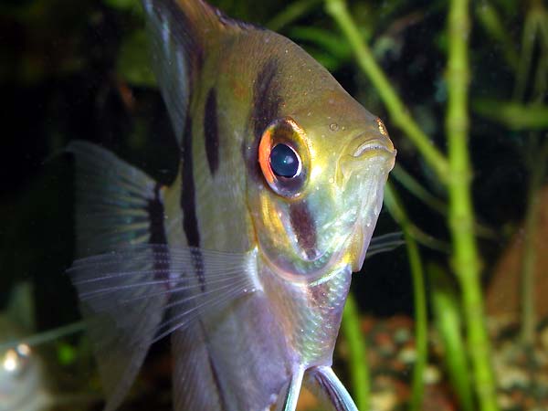 A Scalare with color eyes