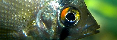 Scalare's color eyes