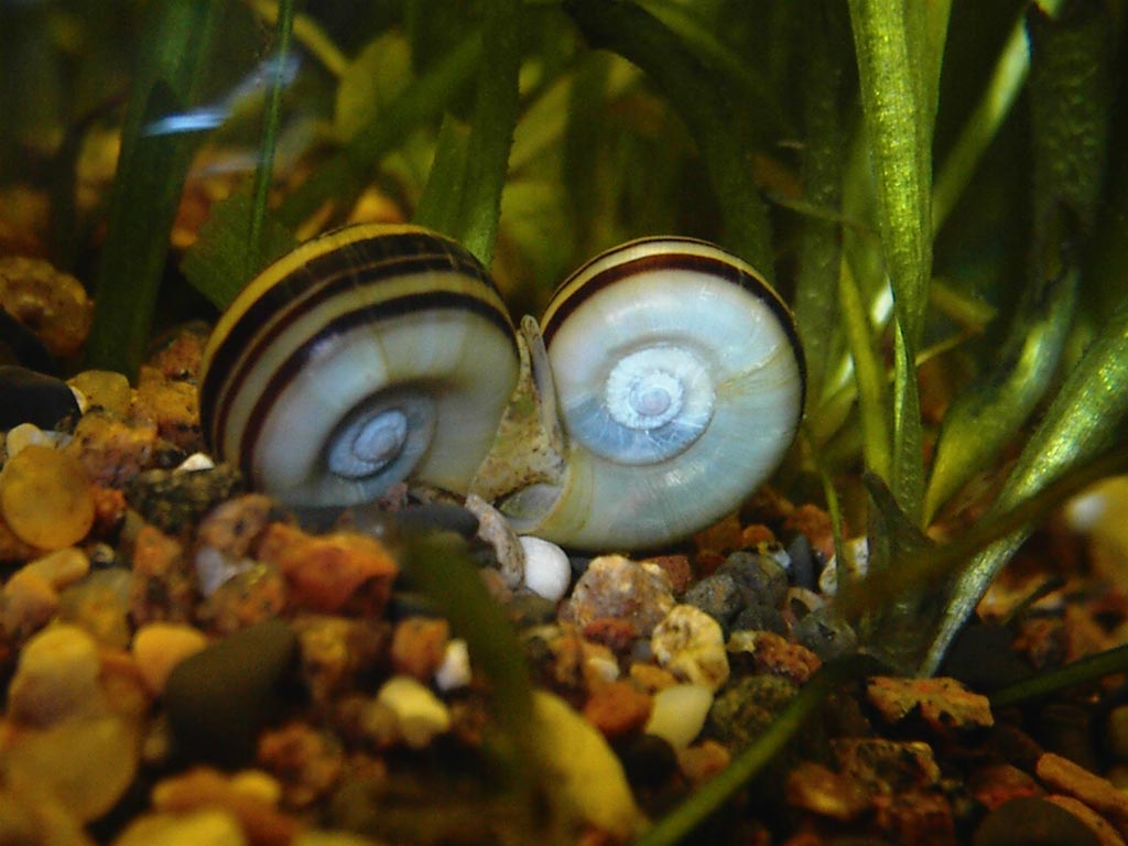 Two brown snails in fresh
      water aquarium with plants