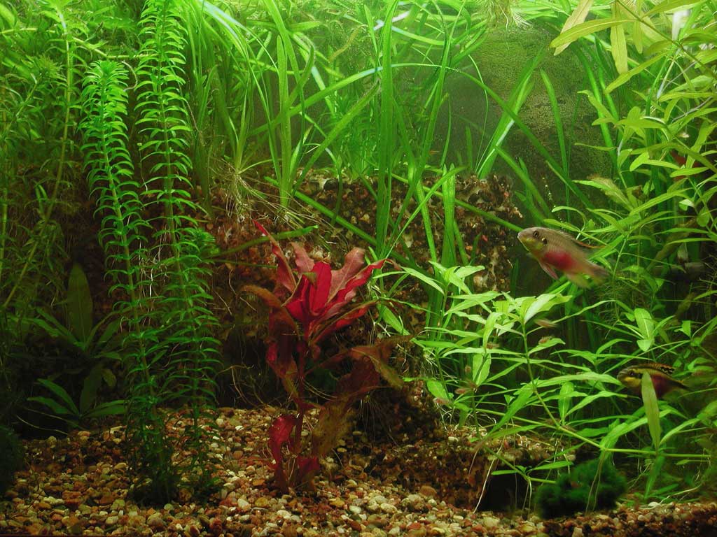 A plastic tank cave
      in a planted aquarium