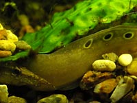 Macrognatus in a hole. A macrognatus
      hides under green leaf