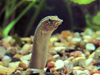 Macrognatus looks out of ground