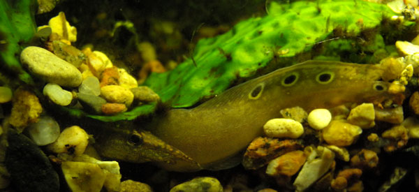Macrognatus in a hole. A macrognatus
      hides under green leaf