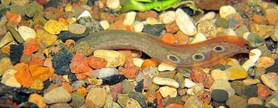 Macrognatus shows its tail from
      out the gravel