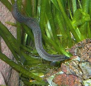 Macrognatus next to vallisneria