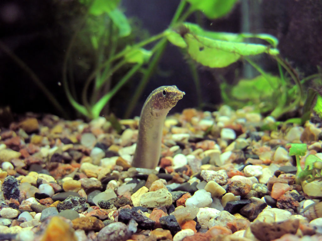 Macrognatus looks out of ground