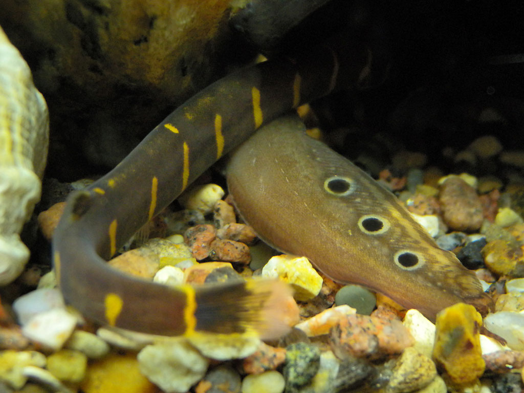 Two fish hide in a hole. A
      macrognatus and a loach. They don't hide entirely. Both tails
      are outside.