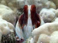 Octopus in a hole
      of white coral