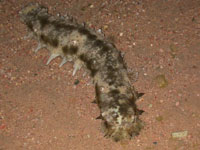 Trepang crawls near seashore