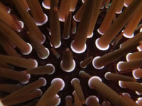 Heterocentrorus mammillatus.
      Ёж с коричневыми коническими иголками. Держится иглами за коралл.