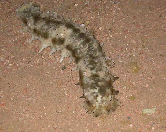 Sea-cucumber in shallow
      water near sand beach.
