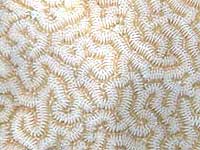Spherical coral with
      brain convolutions