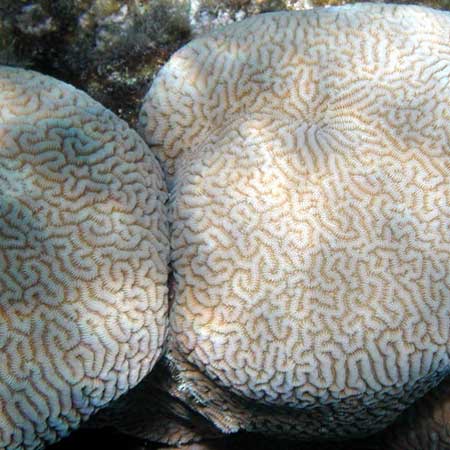 Coral like a sphere with
      labyrinth pattern 