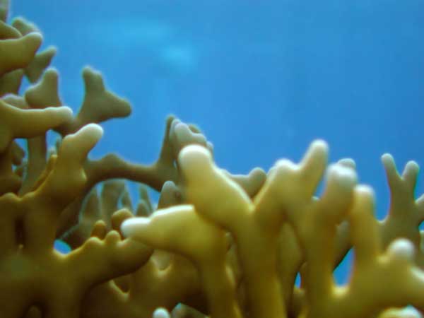 Оранжевый огненный коралл на фоне
      голубой глубины моря