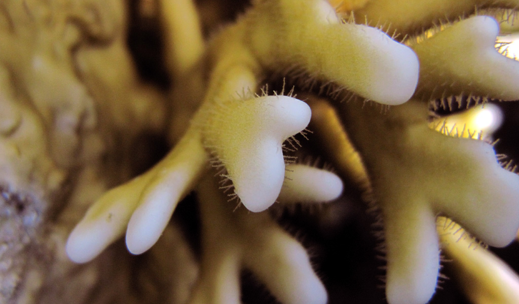 Yellow fire coral with tiny
      poisonous needles