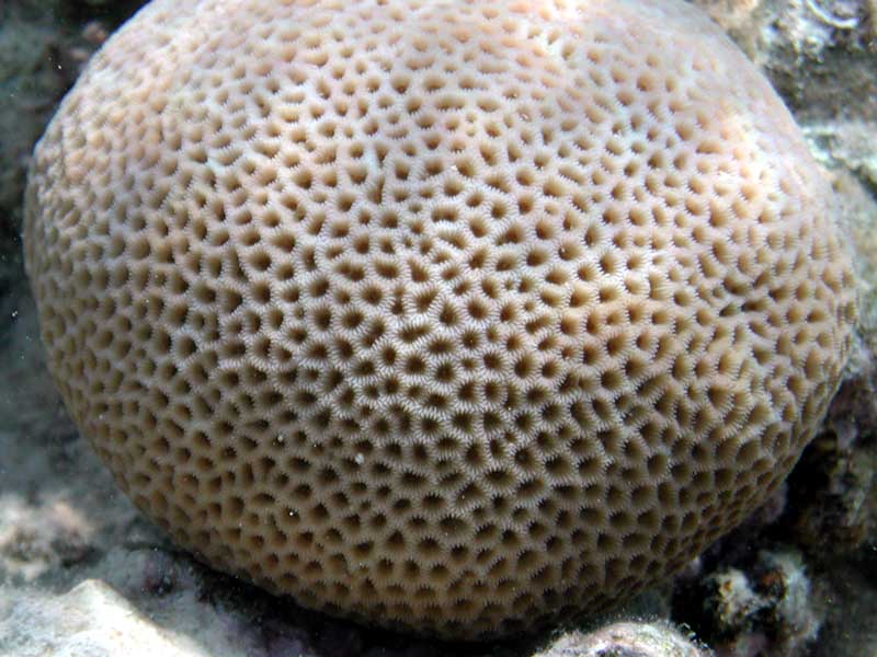 Brain coral with pattern
      of small cells
