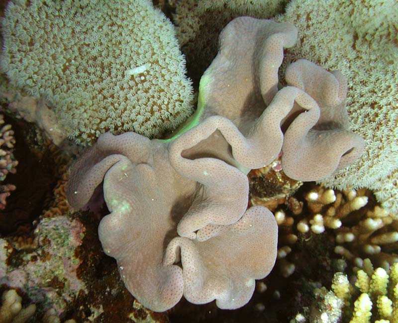 Elastic and looking like
      a mushroom soft coral Sarcophyton. Its neighbour is even more
      soft (tender) coral.