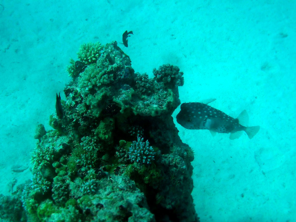 Burrfish hides in shadow
      of a coral