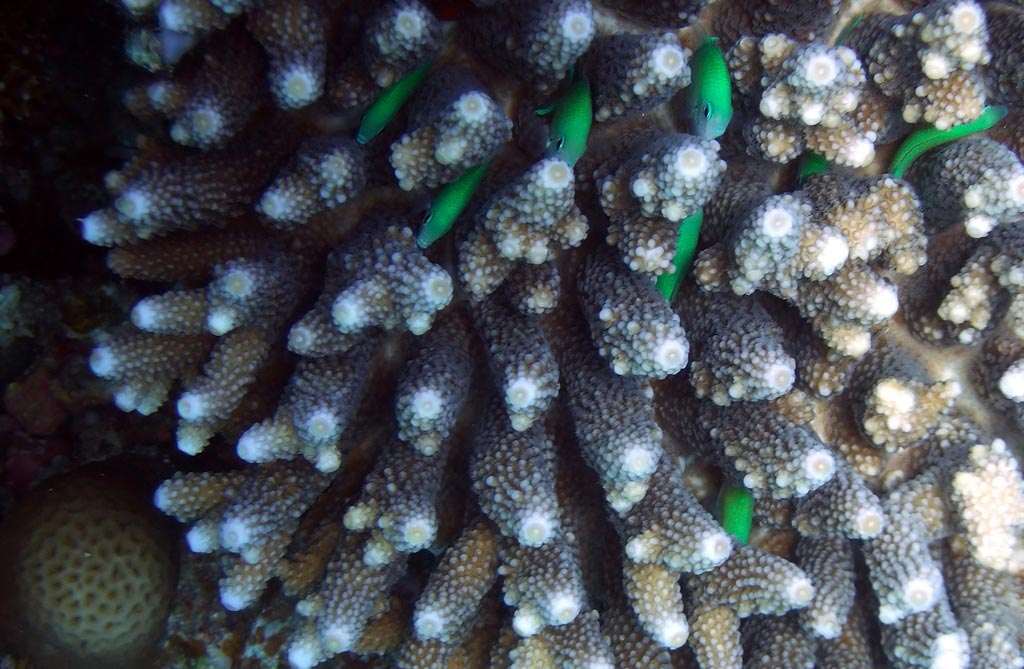 Green fish hide
      in branches of a coral
