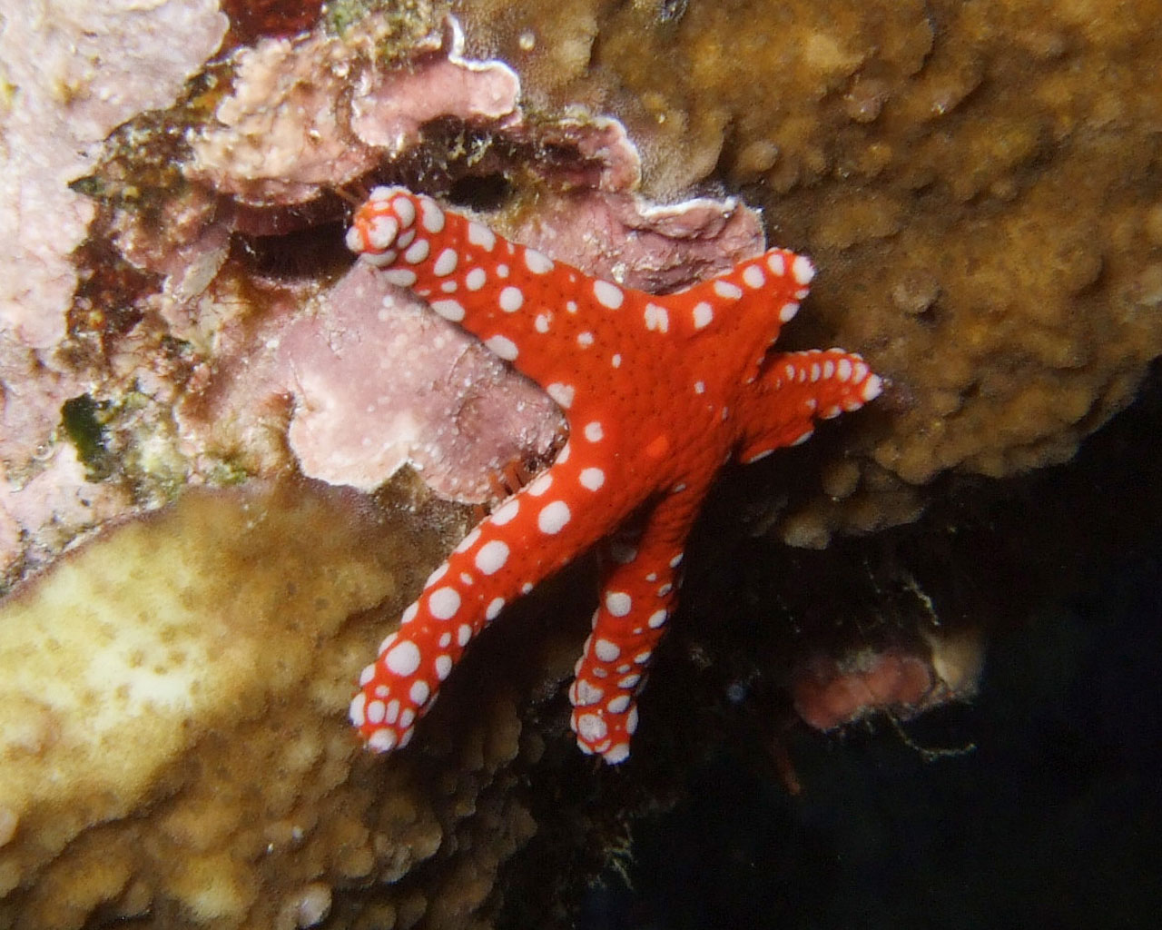 Sea star fish of bright
      red color with white dots