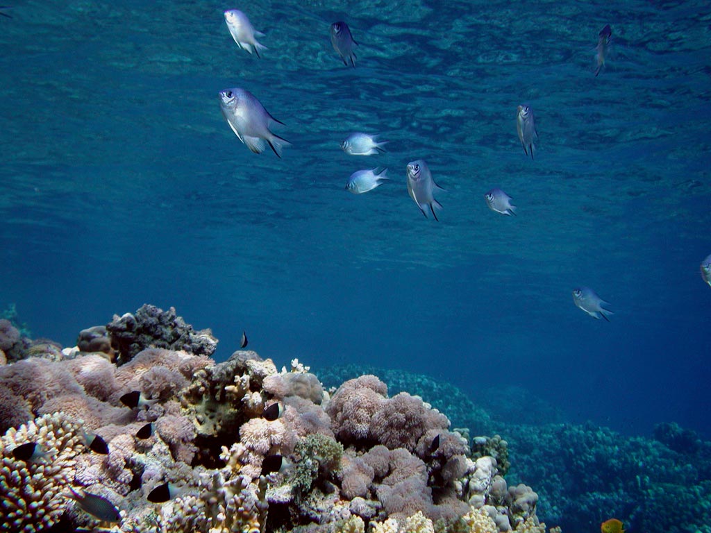 A shoal of fish over my head. It
      seems like in the sky