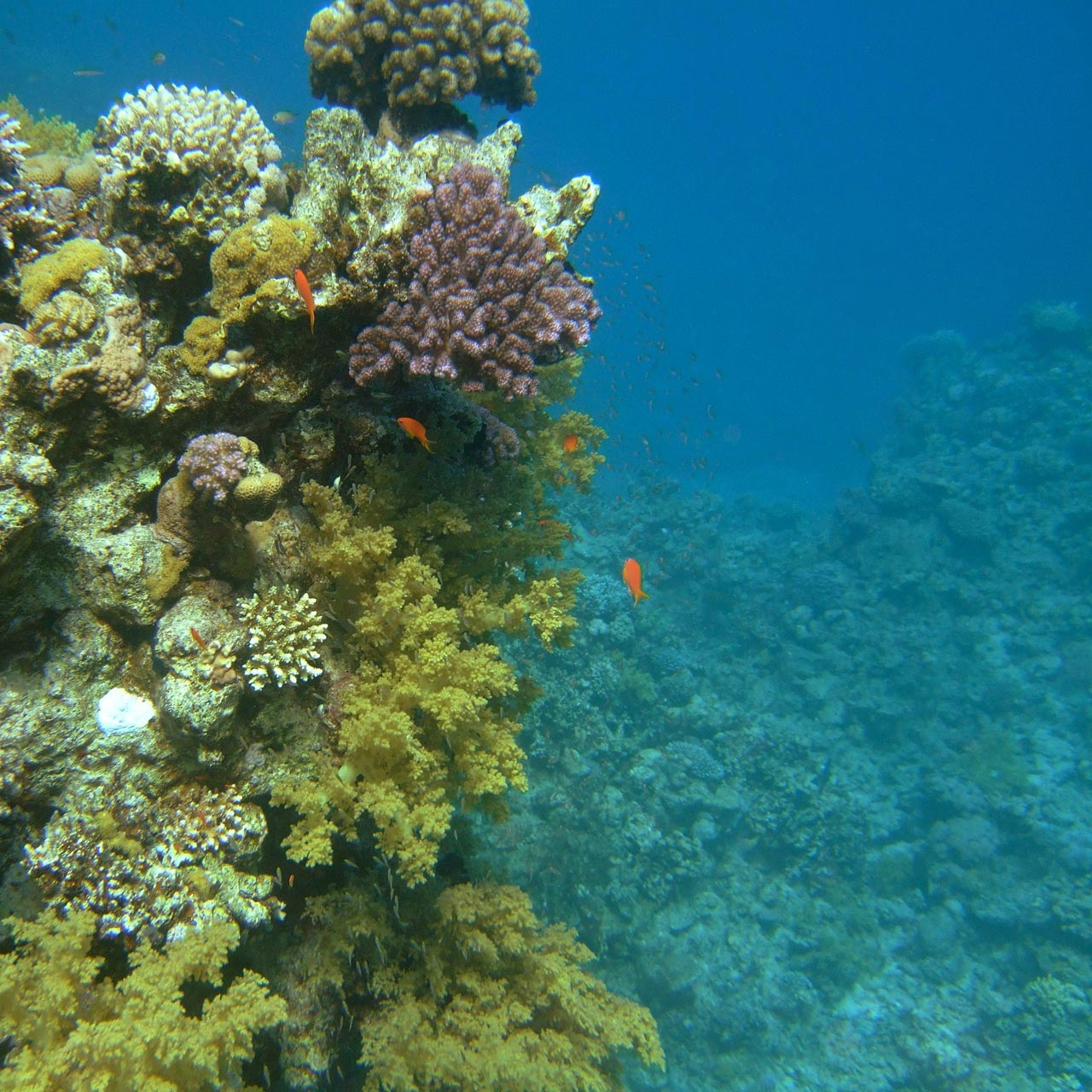 Colorful coral mountain on the background
      of blue sea deep