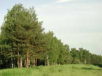 Поляна у края леса