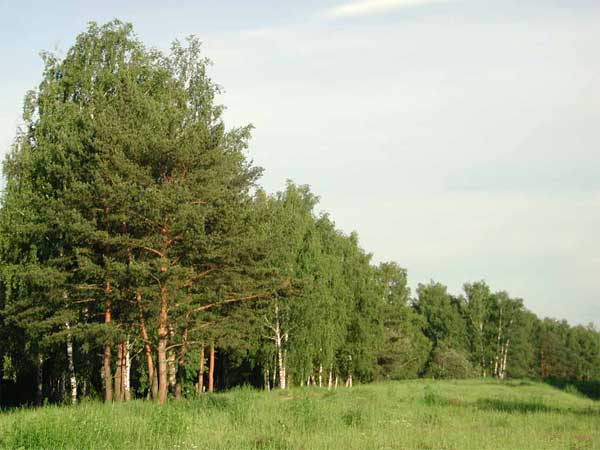 A body of forest like a creature