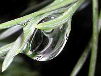 A drop in fir