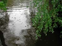 Rainy bog