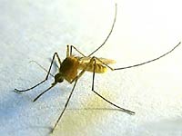 the macro
      of a moisquito is taken by p-s digicam