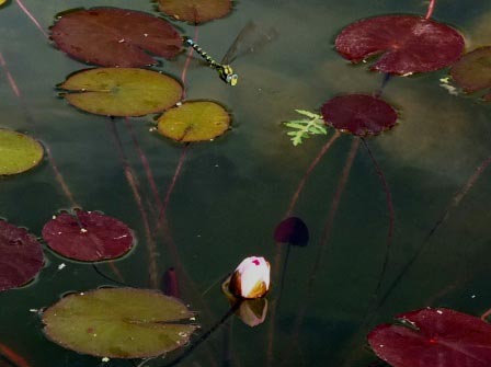 кувшинка раскрывается