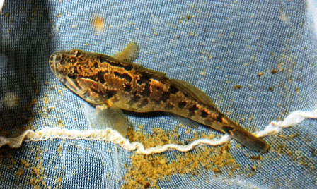 Сомик
      с маскировочной окраской на фоне белой сетки сачка