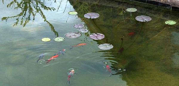 Пруд
      в начале августа. Среди листьев кувшинки плавают золотые караси
      и ситцевые караси.