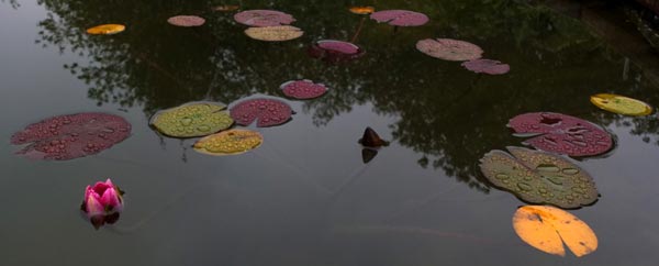 полузакрытый
      цветок кувшинки