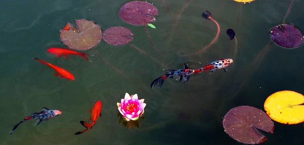 цветок
      кувшинки и красные караси