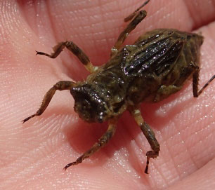 Личинка
      стрекозы