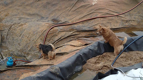 Вода
      из пруда откачана. На плёнке виден ил. Прудом интересуются 2 собачки.
      В глубине виден насос Гардена.