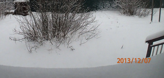 Куст ивы зимой. Всё в снегу.