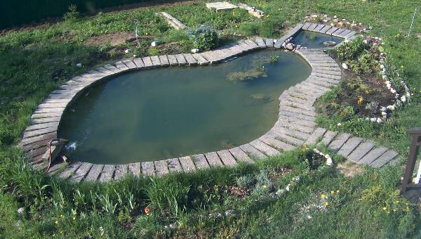 Пруд
      в середине мая